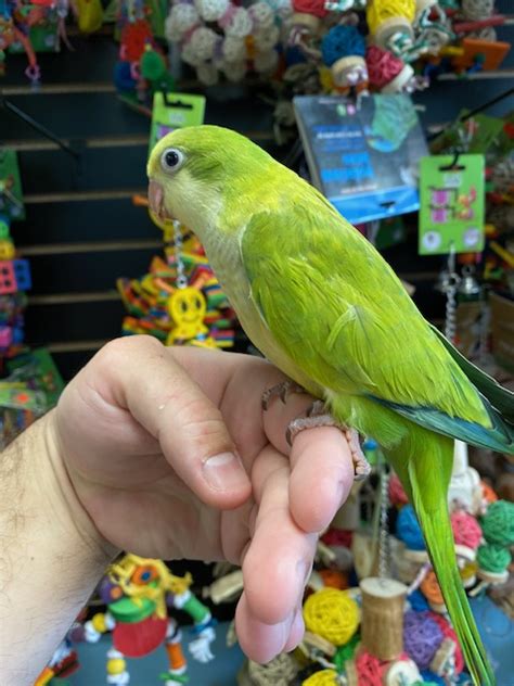Parrots near me - We are buying very few birds. Always call before catching. ANAHEIM 8990 Cerritos Avenue SWC Magnolia Ave. & Cerritos Ave. 714-527-3387 MagnoliaBirdFarms@yahoo.com. RIVERSIDE 12200 Magnolia Avenue NEC Magnolia Ave. & Buchanan St. 951-278-0878 Magnoliabirdfarm@aol.com. SHIP TO YOU We will gladly …